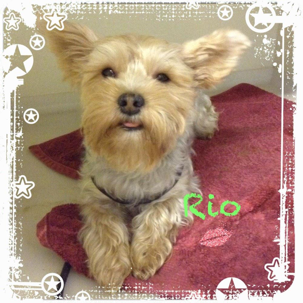 HandRvets's tweet photo. #vets #dog http://t.co/gW8RzR4twD