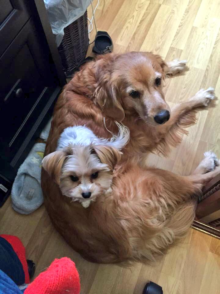 HealthFit_Boss's tweet photo. My aunts dog sitting on my moms dog; cutest thing i've seen so far this year. 🐶❤️ http://t.co/8EdLsIBpf9