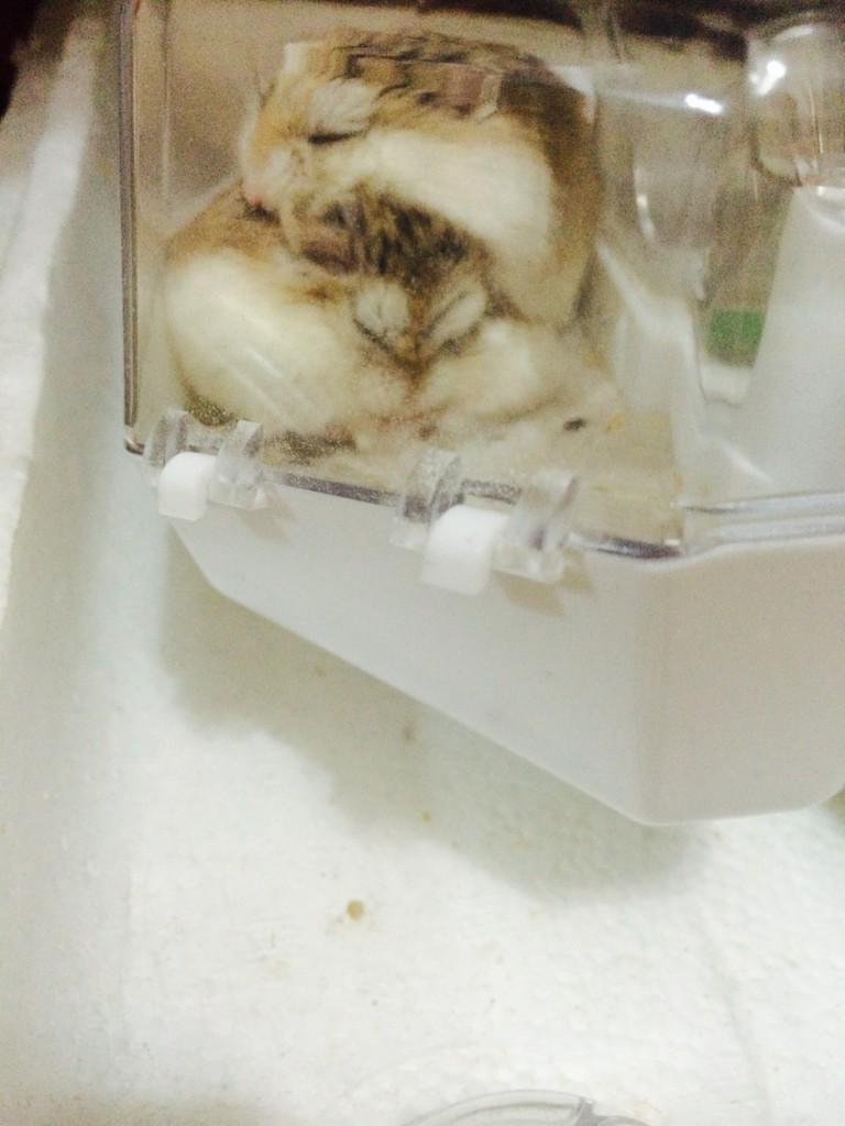 prankcallbieber's tweet photo. My hamsters❤️ they always like to sleep like this😭 http://t.co/a3NnbOyxgU