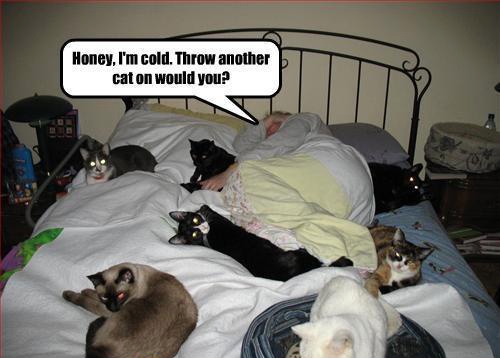 Purrsyn9's tweet photo. It's a 10-cat day. lol. #cats #lol #howtowarmup http://t.co/awPnRuFbWj