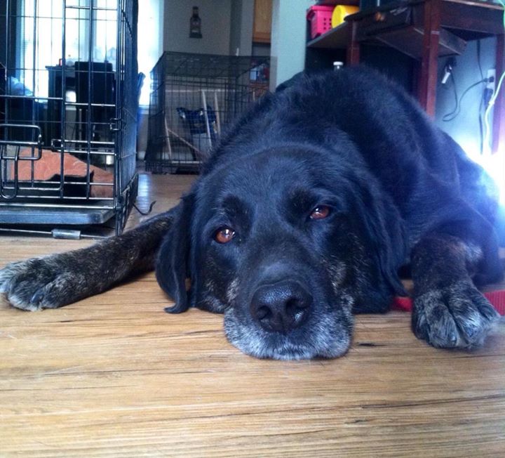 DaytimeColumbus's tweet photo. Loveable Shadow was just on the show, rescued from a neglect situation by @AnimalRescueOH. http://t.co/gSUbuz7DJ1