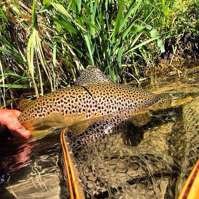flyshopsmall's tweet image. #creeksideanglingcompany Rainbow Cutthroat Brown Find out how to collect all three at your local #flyshop #flyfishing