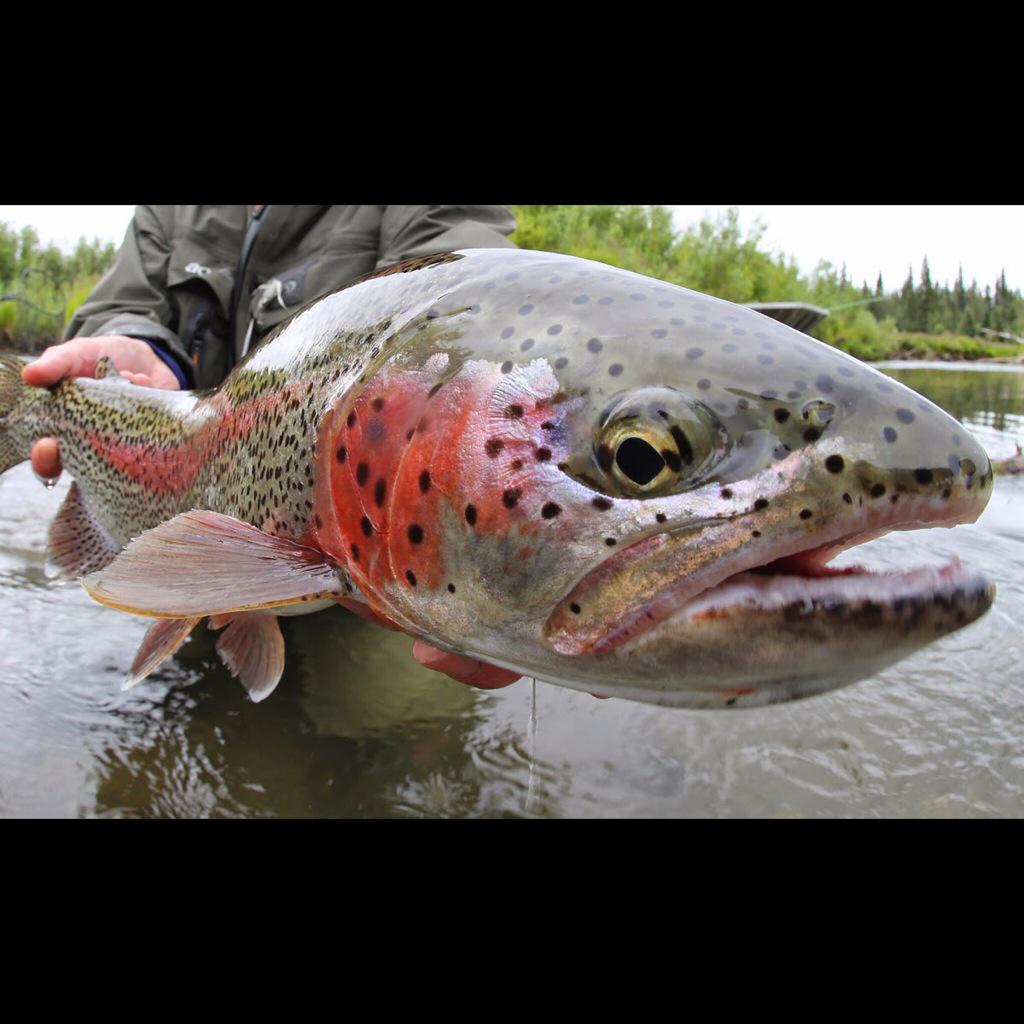 cascadiaguidinc's tweet image. Day 3 @CatchMagazine Week  Tag a friend who would enjoy a free subscription to Catch Magazine #flyfishing