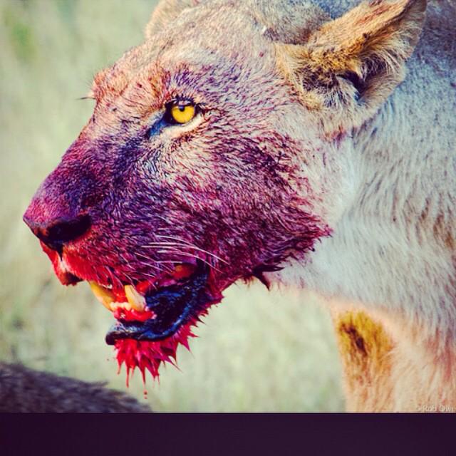 Fly_Diddy's tweet photo. Don't let the next nigga eat you gotta be hungry for the money dnt sit around and be a weak link http://t.co/8QE0ldrM6e