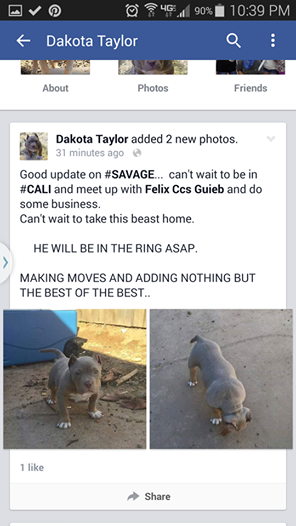 AASBC's tweet image. A DAY IN THE LIFE OF ANIMAL ADVOCATES - Pit bull fighting ring? on.fb.me/1AG2l66