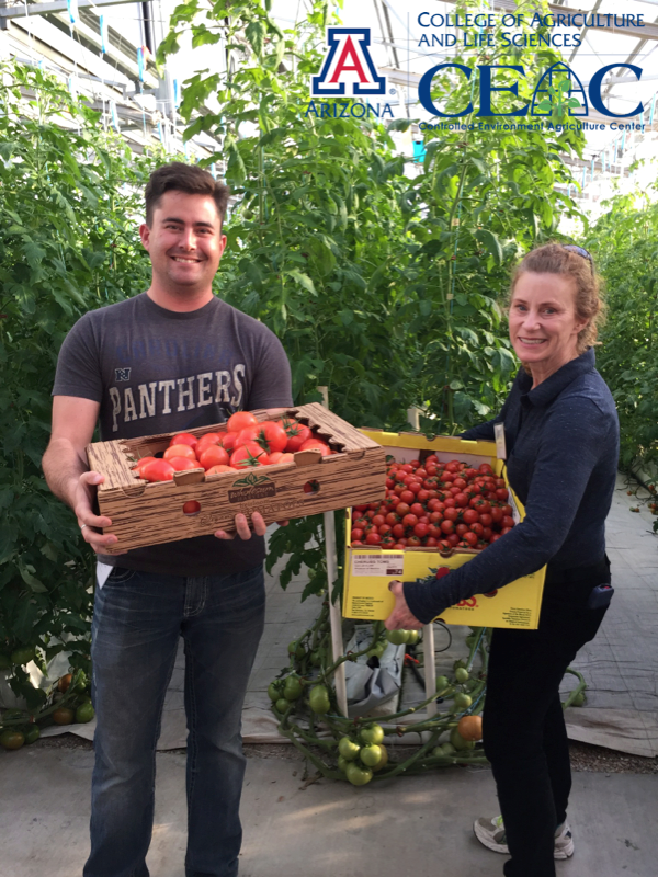 LumiGrow's tweet photo. Dr. Yelton caught red handed at the @ArizonaCEAC tomato short course. #lumigrow #spectralscience #lycopene #vitaminc http://t.co/ecy2g2EUkw