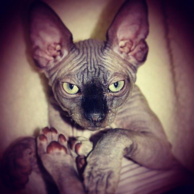 ania0307's tweet photo. Love my baby Freddie #sphynx i http://t.co/OjLa53EPKJ