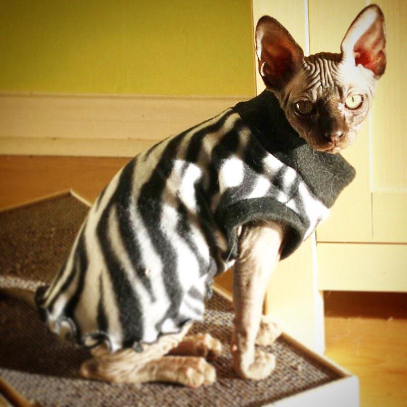 ania0307's tweet photo. Love my baby Freddie #sphynx i http://t.co/OjLa53EPKJ