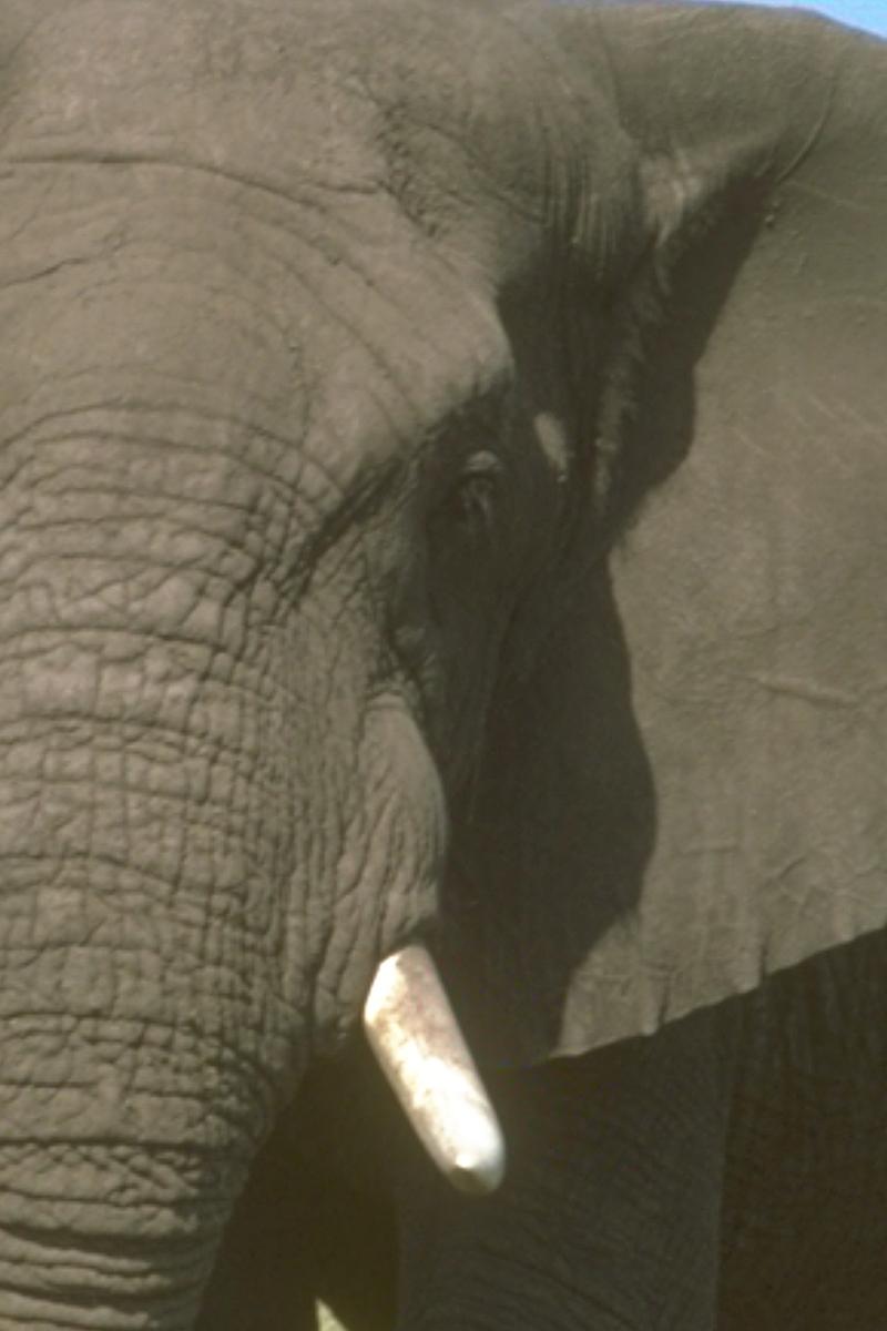 SafariClubIntl's tweet photo. Update on Elephant Importation ban...
http://t.co/7mTtDZcBsA
#SafariClubInt #SCIPAC http://t.co/UJLrcWOtZL