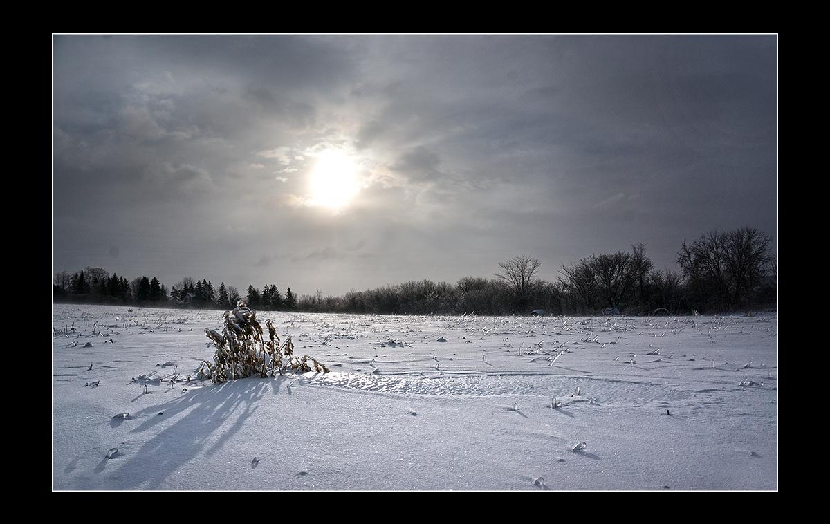 harry_fosters's tweet image. #howcoldisit ♫ Baby it's cold outside ♫. My dog would have been in this shot, but she was already heading for home.