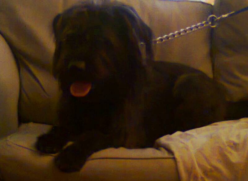 helensmithlez69's tweet image. My big gal angel she's a mummy`s gal xxxx