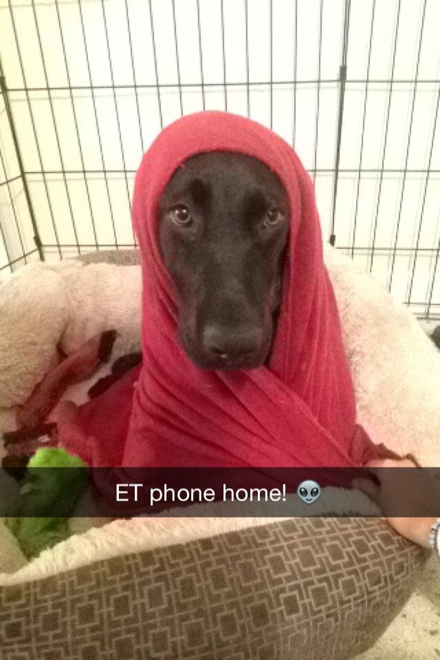 PetsDiscounts's tweet photo. E.T. Phone Home! #wackywednesday #funnydogs http://t.co/4Ko5ok6X5O