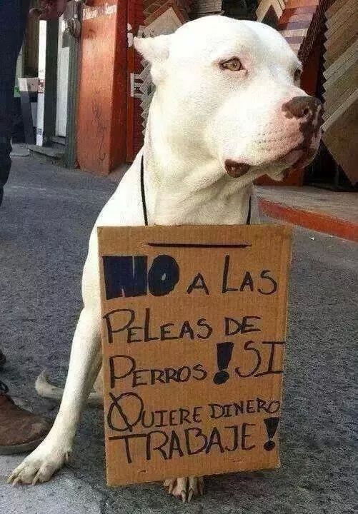 Hddx99's tweet photo. #NoAlMaltratoAnimal RT @ArelyTellez @chicuela http://t.co/aQo7E5YRgf