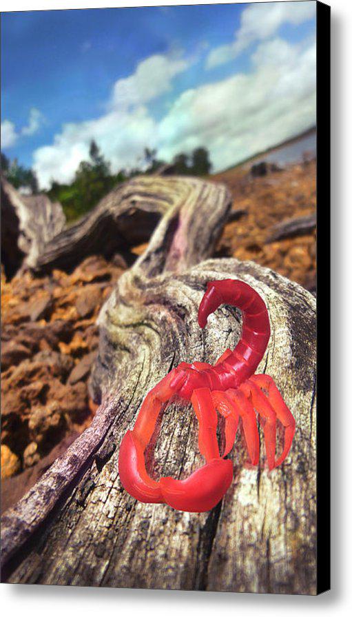 AlModeArt's tweet photo. New artwork for sale! - "Scorpilli" - http://t.co/SO2zjlw2Pm @pixelswebsite http://t.co/zTJwnTqX44