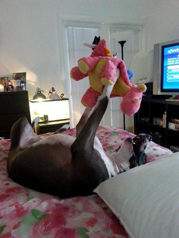 stojkovic_alex's tweet photo. #Animials that totally don’t suck!
#share #rt #lol http://t.co/yQUt2A6j5S