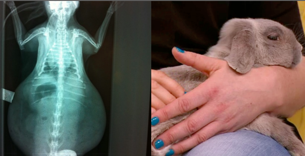 RabbitBehaviour's tweet image. Ten years in a hutch and the effects of a sedentary life #rabbit rabbit-behaviour-health-and-care.com/rabbit-article…