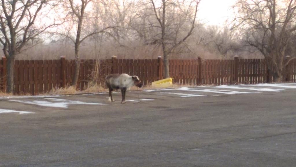 ShortStackMastr's tweet image. Santa took a detour and lost a reindeer outside my work on his way back to the North Pole #ReindeerProblems