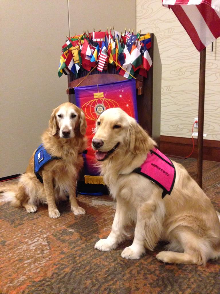CGADA's tweet image. Thank you Rotary Club for hosting Service Dog Team Bliss &amp;amp; Murphy and Spokesdog Jerry today!