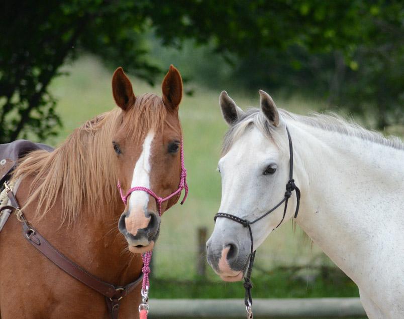HorsEquips's tweet photo. Two horses horsin' around! #horses #horsebackriding #beautiful http://t.co/96WDQmxPEz