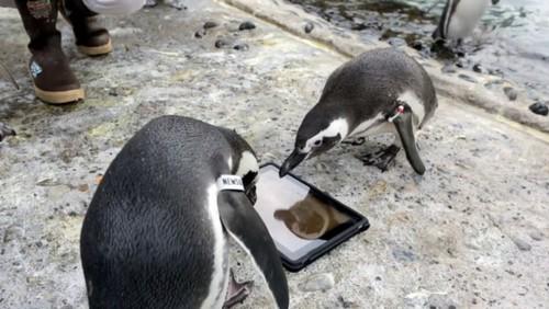 Link permanente da imagem incorporada