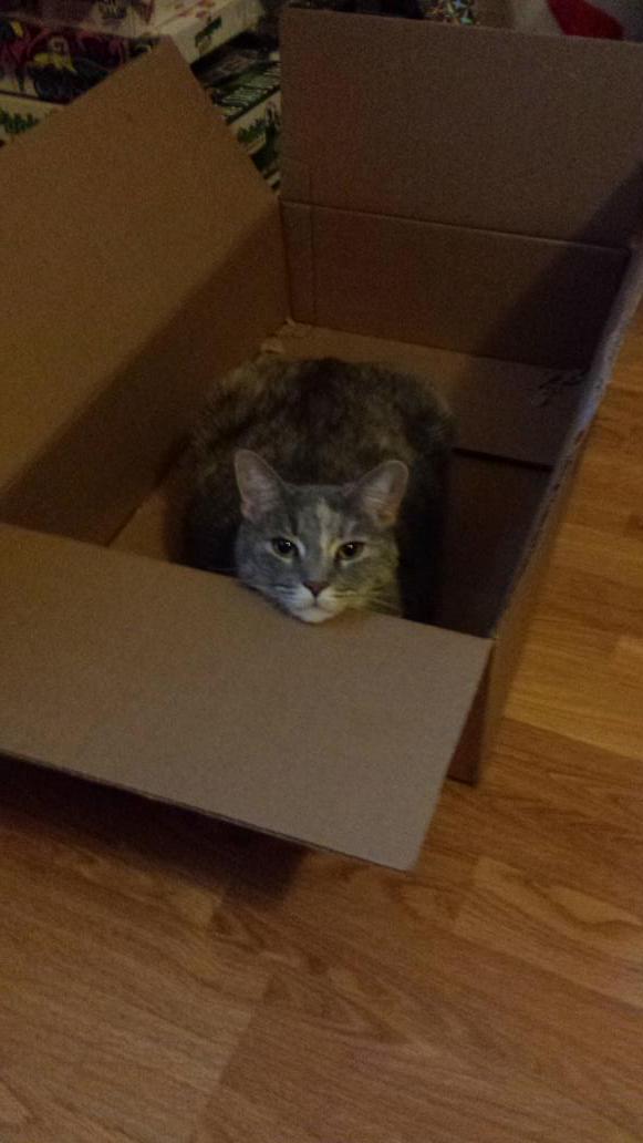 lilfairykellz's tweet photo. You've heard of cat in the hat well my cat prefers boxes #MileyCat #NoNeedForCatToys http://t.co/4CYKBBRn2V