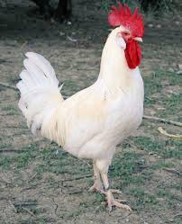 PartidoPACMA's tweet image. Denuncian ante la Guardia Civil la decapitación de pollos en una fiesta de A Mezquita lavozdegalicia.es/noticia/galici…