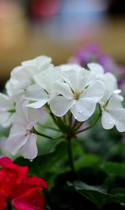 ゆう 白いゼラニウム 2 花言葉は あなたの愛を信じない だそうです Http T Co R2ysr9btxc Twitter