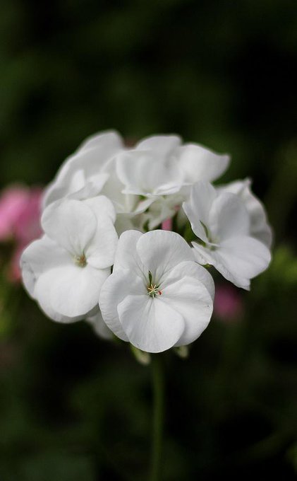 怖い意味の花言葉を持つ35の花をご紹介 贈るときには要注意 Lovely
