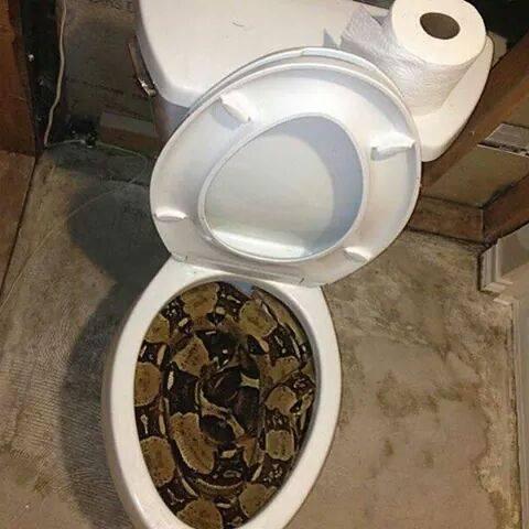 Jami_Rae's tweet image. OMG…I died twice just looking at the picture. 💀💀 lol 

What would you do if you found this in your toilet?? 😳