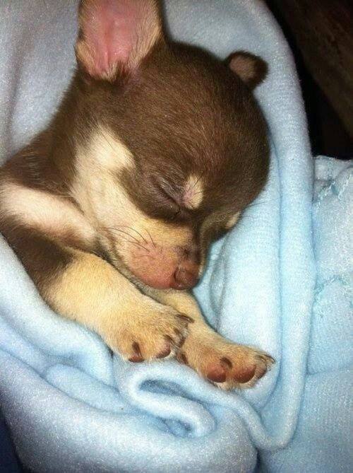 Bepperluvsdogs's tweet photo. Good night guys here is a post:have good dreams http://t.co/kDLKFbzksL