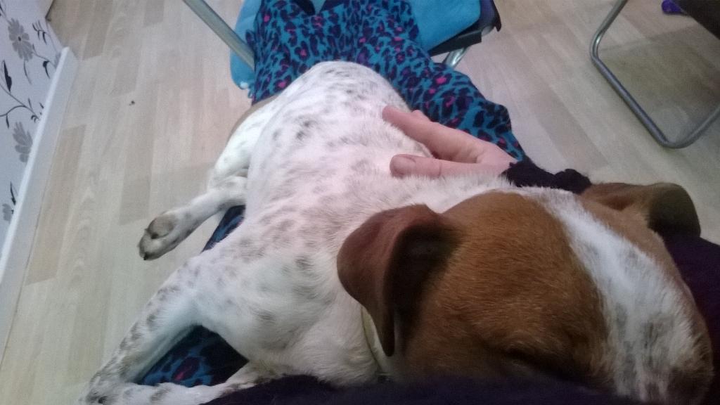 #cutie #sleepyhead #milo #someonescomfy