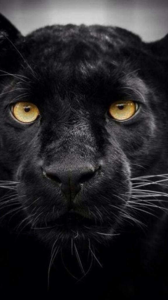 The beautiful black Panther:-))