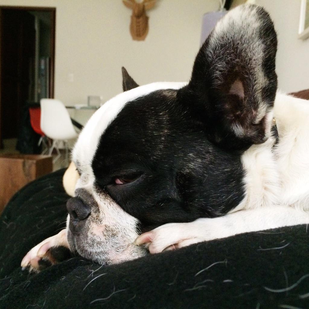 JaimeCamposFoto's tweet photo. Hora de la siesta! #otto  #roncacabron http://t.co/8gJToRtnZn