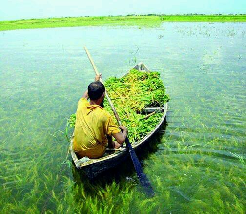 Its' my nature, it's my bangladesh.