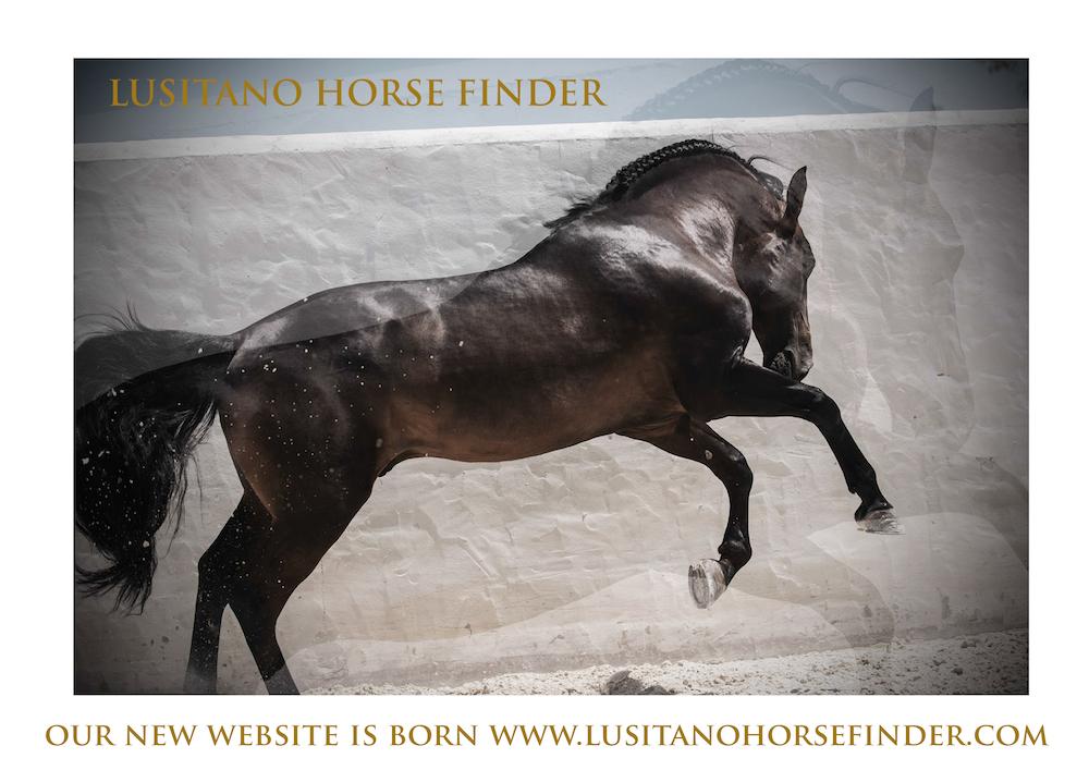 LusitanoHF's tweet photo. Lusitano Horse Finder is now on Twitter! Explore our amazing new website at http://t.co/DAdEPnIyc3 http://t.co/PuhjdlC9iN