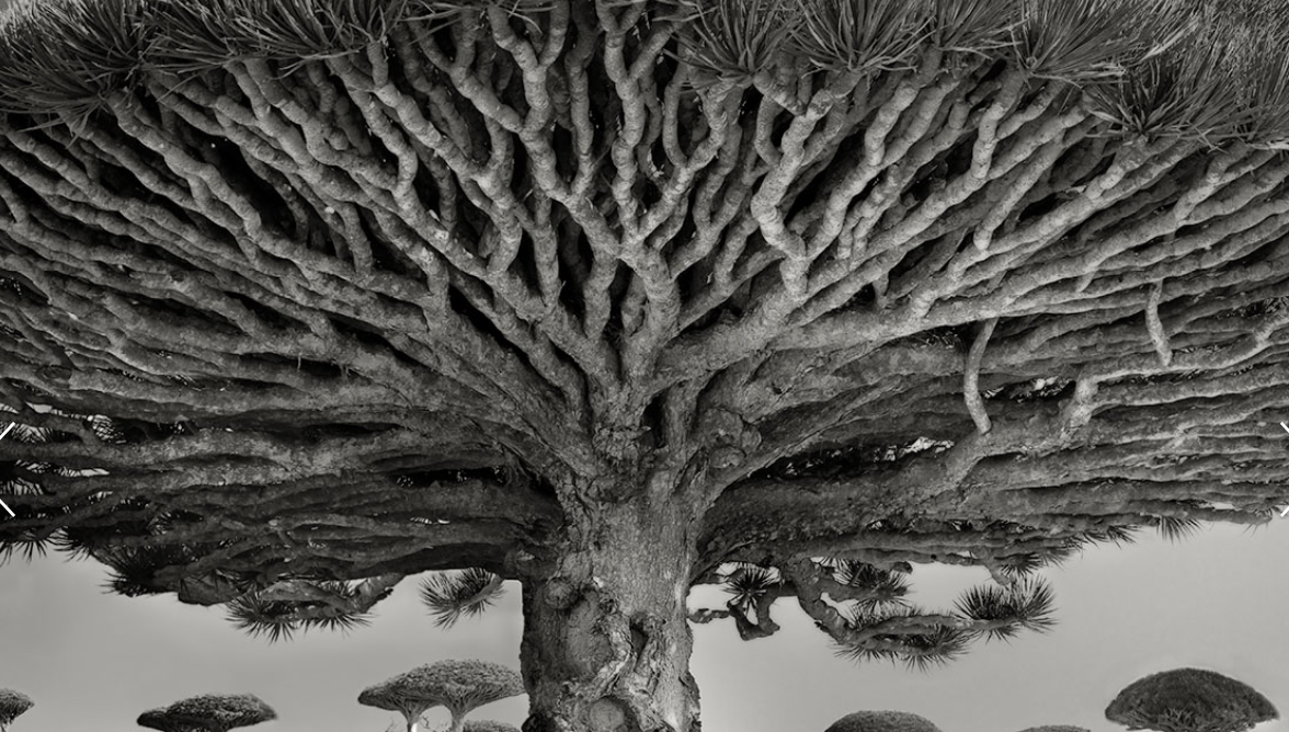 WIREDScience's tweet photo. The world’s most ancient and magnificent trees. http://t.co/OR1JeYIkqb http://t.co/MybzFAdRaU