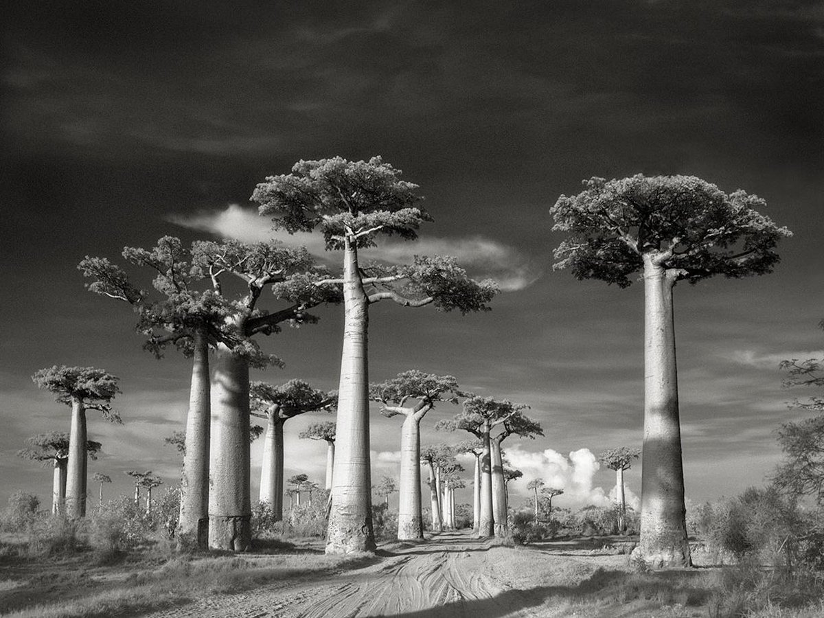 PieraToniolo's tweet photo. RT: "@WIRED: Photos: The most ancient and magnificent trees from around the world http://t.co/wvBT7ZBcAz http://t.co/kyigyPAChe”