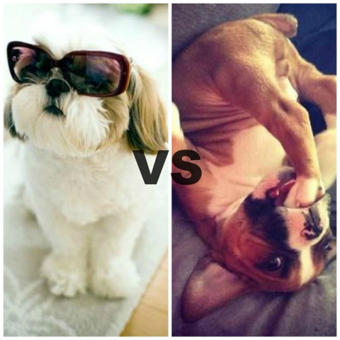 Is your dog more diva or dork?