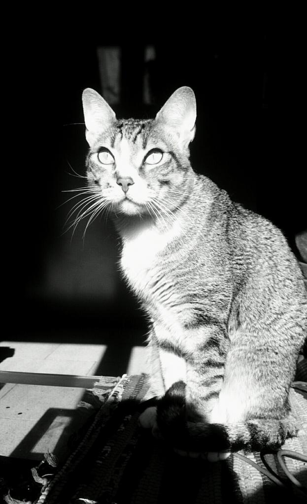 frankchesca04's tweet photo. Dios creo al gato para dar al hombre el placer de acariciar al tigre. http://t.co/1jI84CCc7j