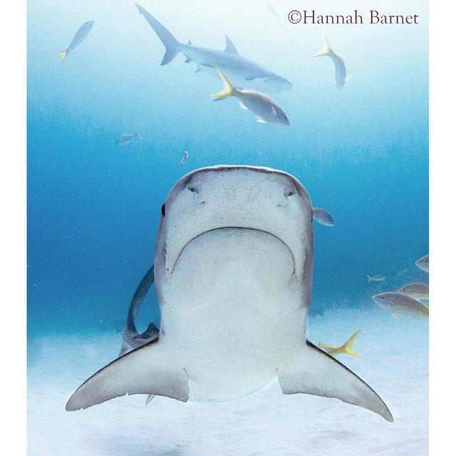 333Expeditions's tweet photo. 'come at me bro' great image from Hannah Barnet http://t.co/4BAE94Y6vM