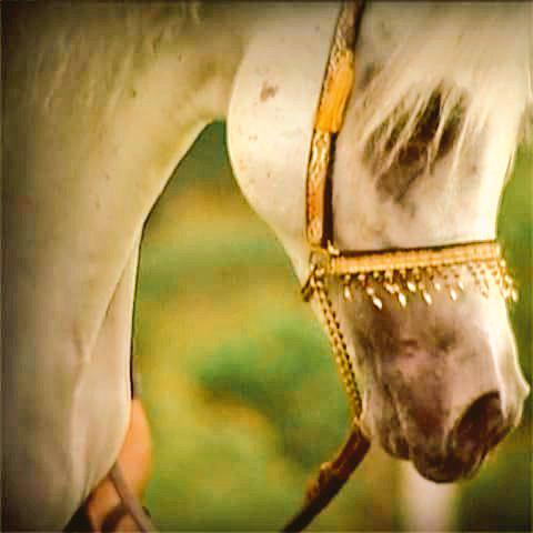 ArbHorses's tweet photo. ياشيخة الشيخات بالملح و الغنـج 
انتي عيونك عندي اجمل قصيده 

اشطر طبيب يخدّر الناس بالبنج
وحسنك يخدر له أمم يا عنيدة http://t.co/qJZEnwZDPS