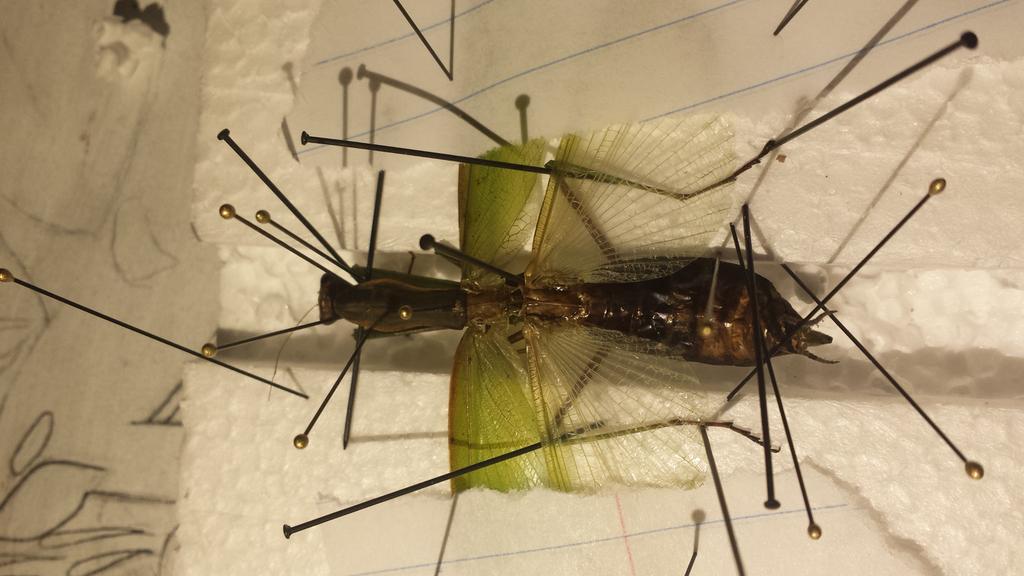 RealStephanieLS's tweet photo. I'm Stephanie, I'm a sophmore in conservation biology, I like entomology, art and a ton of other things!  #nifkin http://t.co/MI6kUe97C9