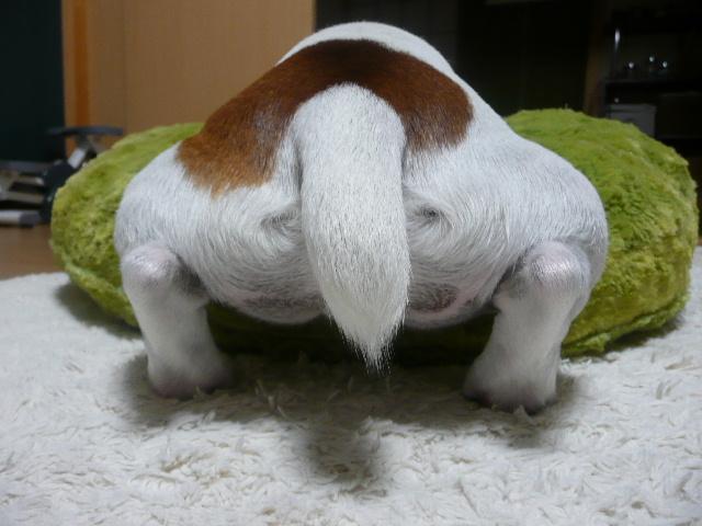granpa782's tweet photo. むむ。このおしり姿は。。。
ぶるたんですか？？
#RTしたひと全員フォローする
#ふぁぼしてくれたらフォローする https://t.co/6n3mFEebcI
