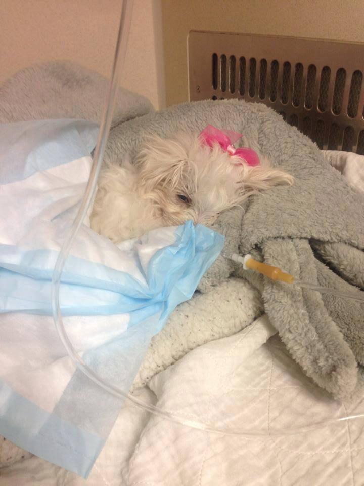 nyj4charlotte's tweet photo. #JusticeForCharlotte Puppy b4 after &amp; abuser Please help us get Max Jail time https://t.co/CHcaVKywT6 http://t.co/7z6if2yAfh