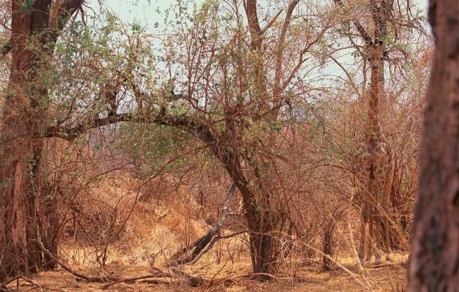 BeautifulBeing's tweet photo. Can you see the Giraffe?
Nature is Beautiful http://t.co/idDuTo6TpM