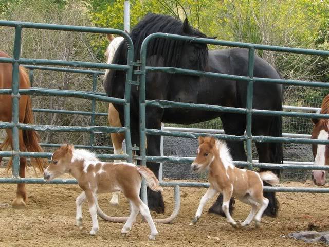 WorldofEquines's tweet photo. #Horses  so adorable 💘🐎 #cute http://t.co/QxXRQsazWl