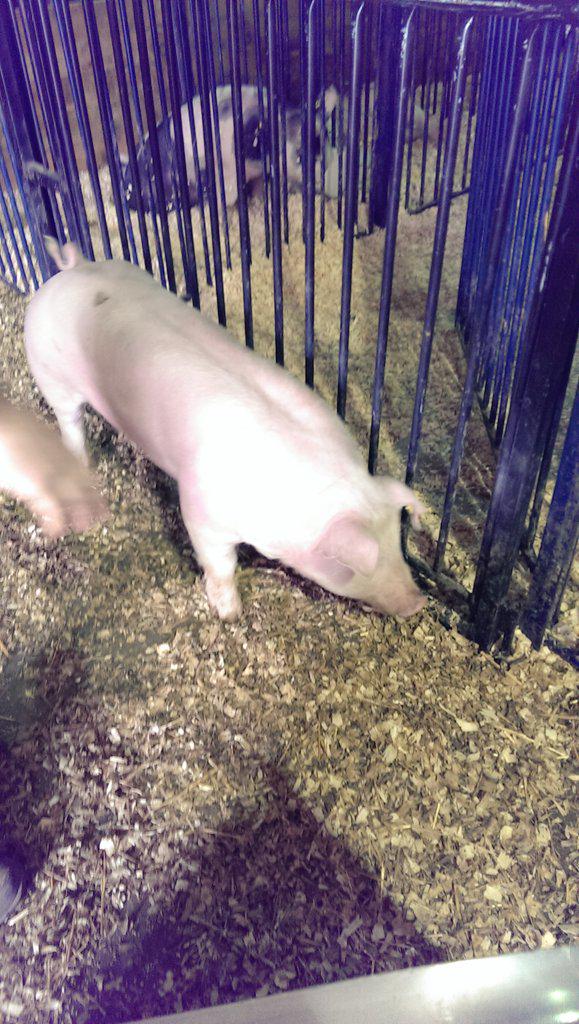 Last pig to be weighed! #TN4Hhog15