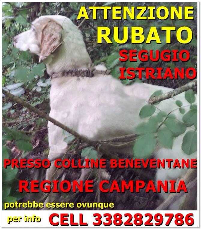 canismarriti's tweet photo. Rapito segugio istriano presso Colline Beneventane (Campania). #canismarriti http://t.co/SZsfPVHeN6
