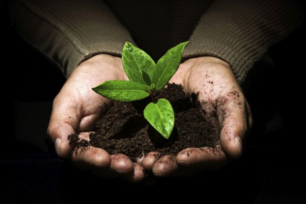 WebCuriosa's tweet photo. ¿Sabes como respiran las plantas? Te lo explicamos --> http://t.co/ekBrues1zI http://t.co/OEh1ZgDKRq