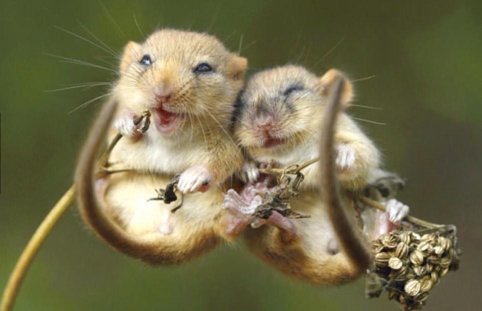 EdithMaas's tweet image. 